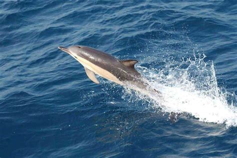 Dolphin Watching In Kalpitiya – Wise Travel Genie