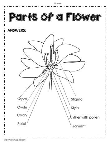 Parts Of A Flower Worksheet Answer Key | Best Flower Site