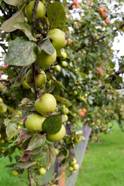 The Tale of Two Somerset Cider & Cider Brandy Orchards | Rachel Phipps | Somerset cider, Cider ...