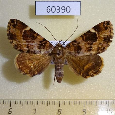 Noctuidae Coenipeta tanais Costa Rica - Fareastinsects