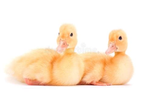 Yellow baby duck stock image. Image of fluffy, chick - 20635473