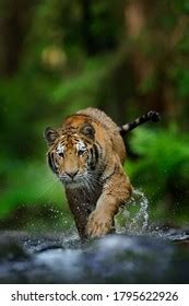 Tiger Running Water Siberia Dangerous Animal Stock Photo (Edit Now) 1795622926