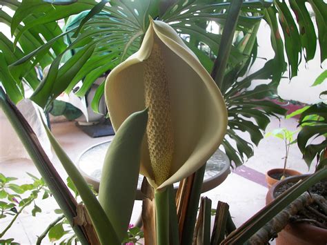 Monstera deliciosa | Houseplant Wiki | FANDOM powered by Wikia