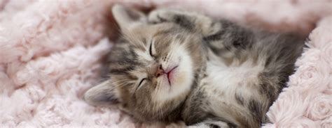 Newborn kitten in blanket