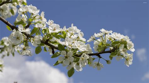 Pear tree branch wallpaper - Flower wallpapers - #42060