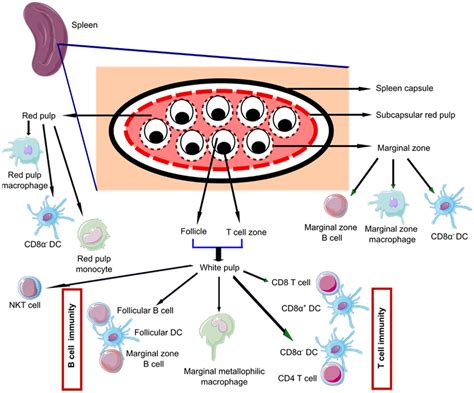 Spleen in innate and adaptive immunity regulation