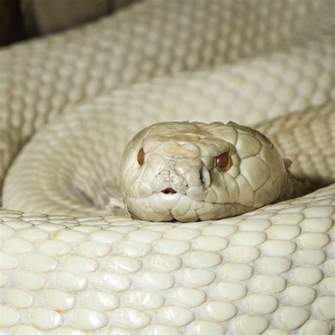 ALBINO COBRA | Pet snake, Melanistic animals, Albino