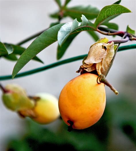 Italian Fruit | Italy 2009 | By: FitzDell | Flickr - Photo Sharing!