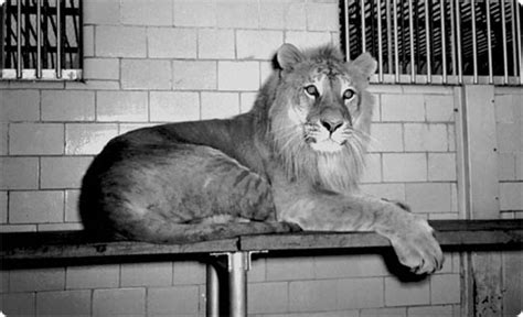 History of Central Park Zoos : NYC Parks