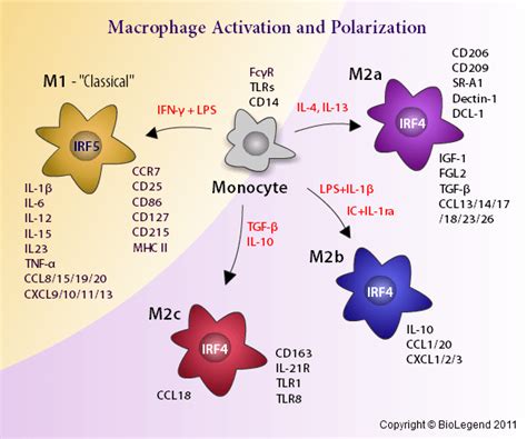 M1 Vs M2 Macrophages