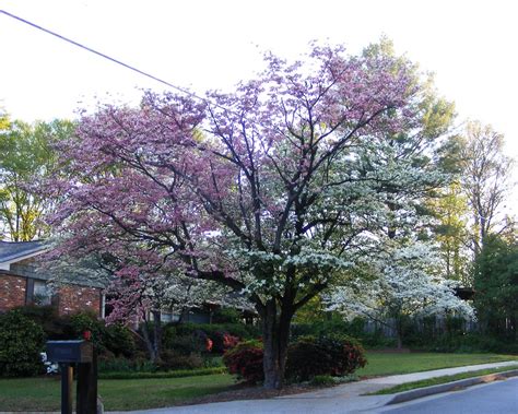 04/16/08 Dogwood DSCFc9050a | This is from last year, Wednes… | Flickr