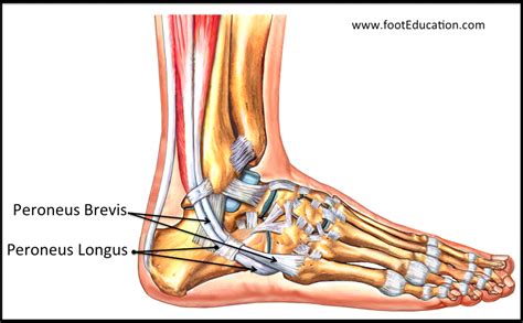 Peroneal Tendon Transfers - FootEducation