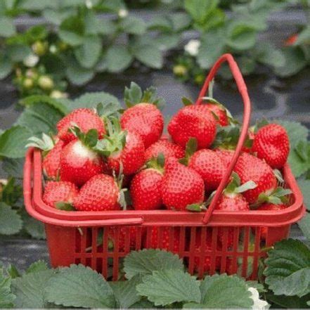 300pcs Strawberry Bonsai Plants Home Garden Non-gmo Tree Big Delicious Fruit - BestSeedsOnline ...