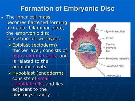 PPT - Bilaminar & Trilaminar Embryonic Disc PowerPoint Presentation ...