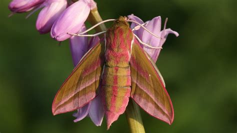 Night work: Moths pollinate plants under cover of darkness