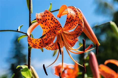 10 of Russia's most beautiful and rarest flowers - Russia Beyond