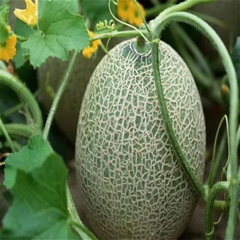 Buy 50 Pcs Yubari King Melon Seeds | Free Shipping