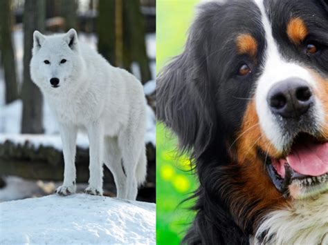 Wolf Vs Dog - How Have Canines Changed Over The Years?