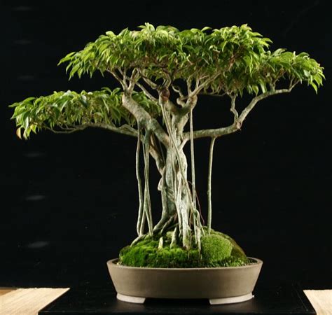 Bonsai Ficus Benjamina | Plants | Pinterest