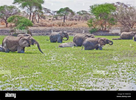 Elephants watering hole serengeti tanzania hi-res stock photography and images - Alamy