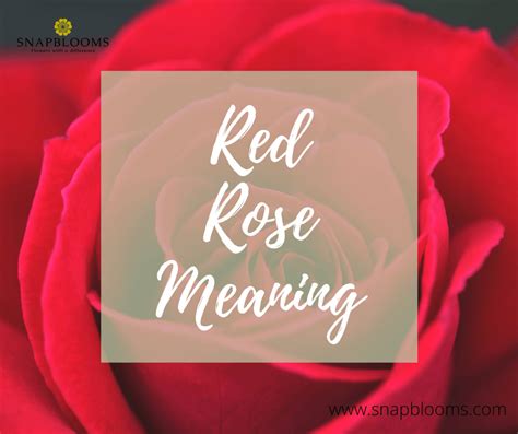 Red Roses: Meaning, Symbolism and History - SnapBlooms Blogs