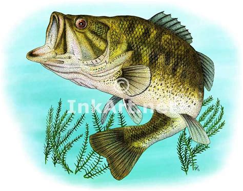 Full color illustration of a Largemouth Bass (Micropterus salmoides) | Bass fishing pictures ...