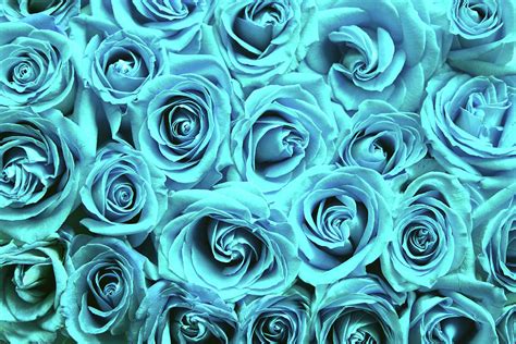 Blue roses Photograph by Top Wallpapers - Fine Art America