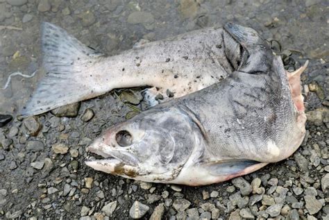 Premium Photo | Pacific salmon died after spawning Alaska USA