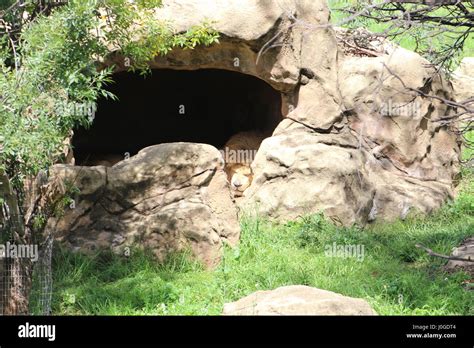 Lion in cave hi-res stock photography and images - Alamy