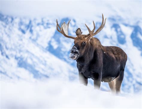 The Magnificent Moose • Telluride Magazine