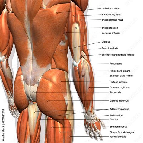 Labeled Anatomy Chart of Male Lower Back Muscles on White Background ...