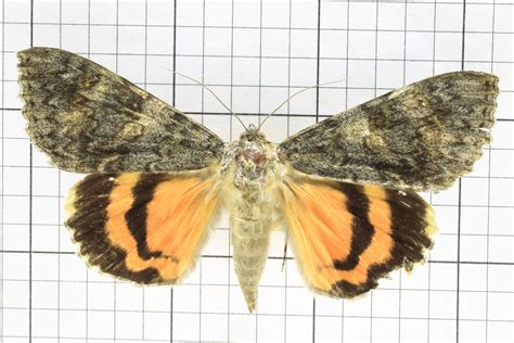 Noctuid Moth, Order Lepidoptera: Family Noctuidae (Common Name ...