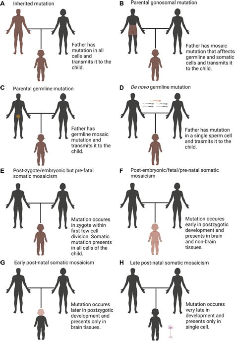 Frontiers | De novo mutations, genetic mosaicism and human disease