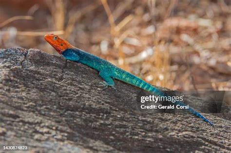 1,434 Agama Lizard Stock Photos, High-Res Pictures, and Images - Getty ...