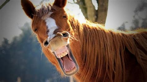 Funny 🤣 race horse names that were rejected