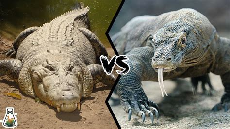 Water Monitor Lizard Vs Komodo Dragon