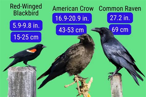 Raven Vs Crow Vs Blackbird - How to tell the difference