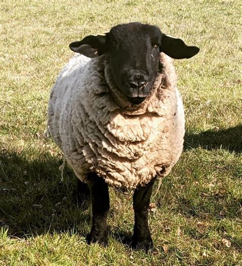 Suffolk Sheep ~ The Breed to Raise for Meat and Wool - Rural Living Today