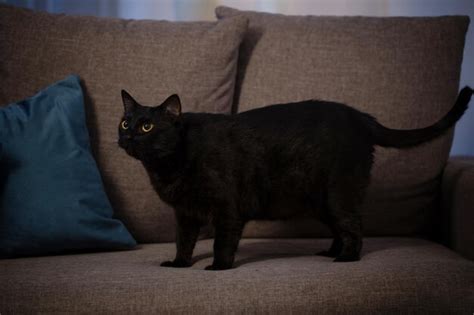 Premium Photo | Black cat on couch in night