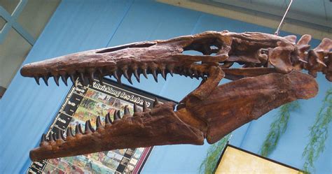 Tylosaurus Skeleton