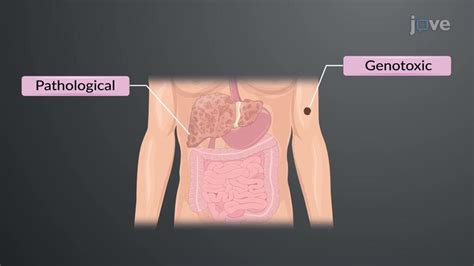 JoVE Science Education > Adverse Drug Effects and Chemical Toxicity