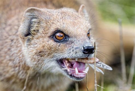 8 Magnificent Mongoose Facts