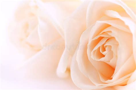 Beige roses stock image. Image of elegant, high, feminine - 4259127