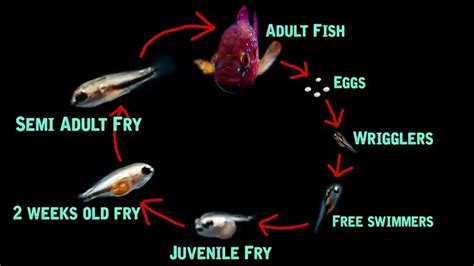 7 Guppy Fry Growth Stages with Chart - Guppy Fish Care