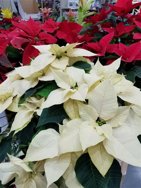 Growing and caring for poinsettia | UMN Extension