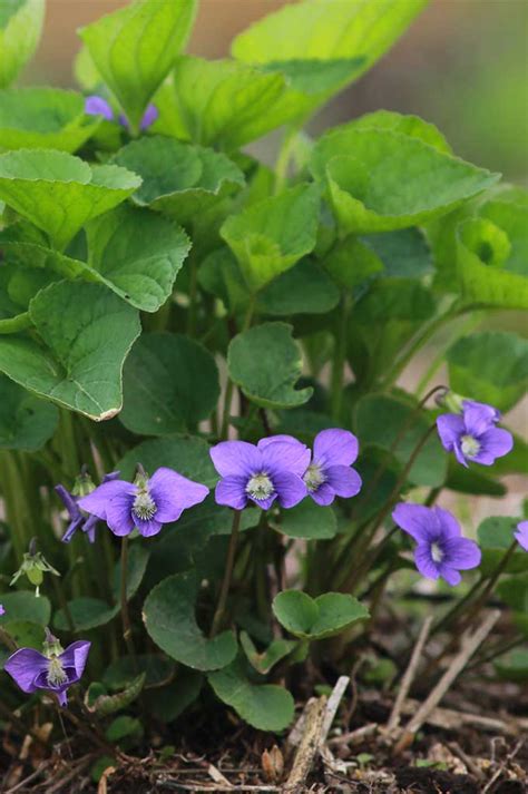 Viola sororia Common Blue Violet | Prairie Moon Nursery