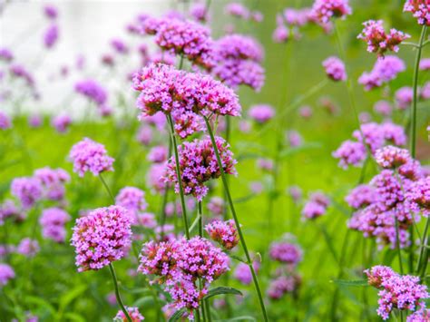 These Are Gardener Elizabeth Waddington's Favourite Verbena Types To Grow | Horticulture Magazine