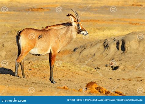 Roan Antelope, Hippotragus Equinus, in Nature Habitat. Detail Portrait of Antelope, Head with ...