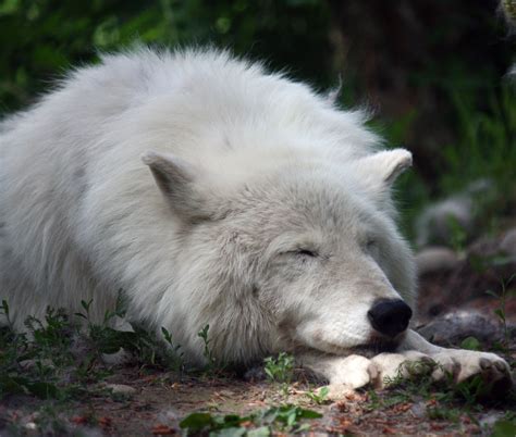 white wolf sleeping 2 | WhiteWolf35 | Flickr