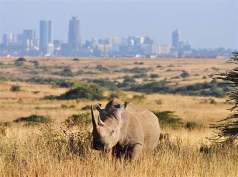 Nairobi National Park Half-Day Tour - Osteen Safaris